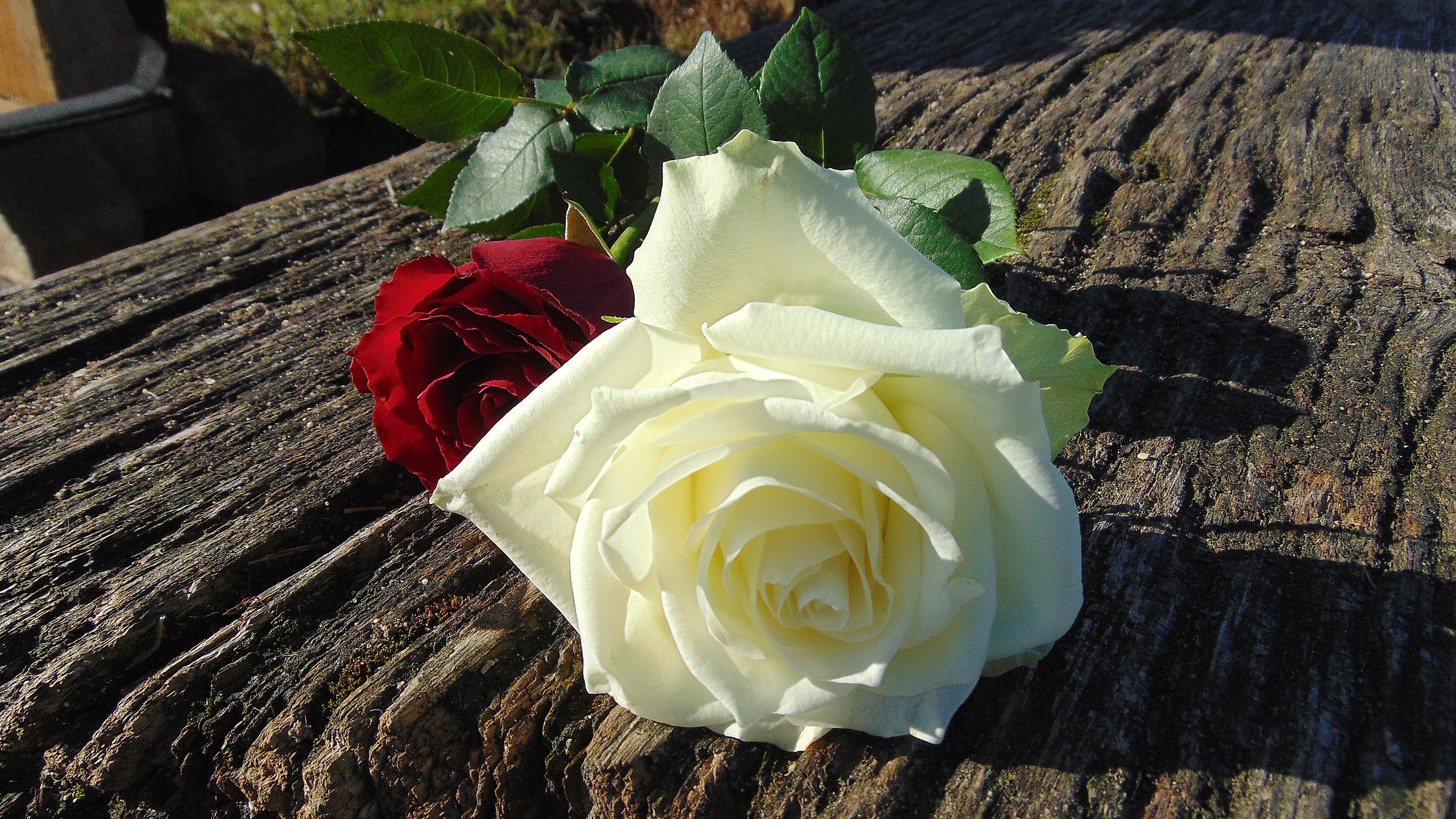 White Rose Photo, Download The BEST Free White Rose & HD Image