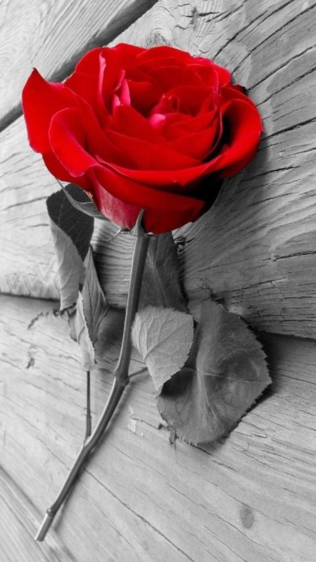 Elegant Red Rose Wallpaper