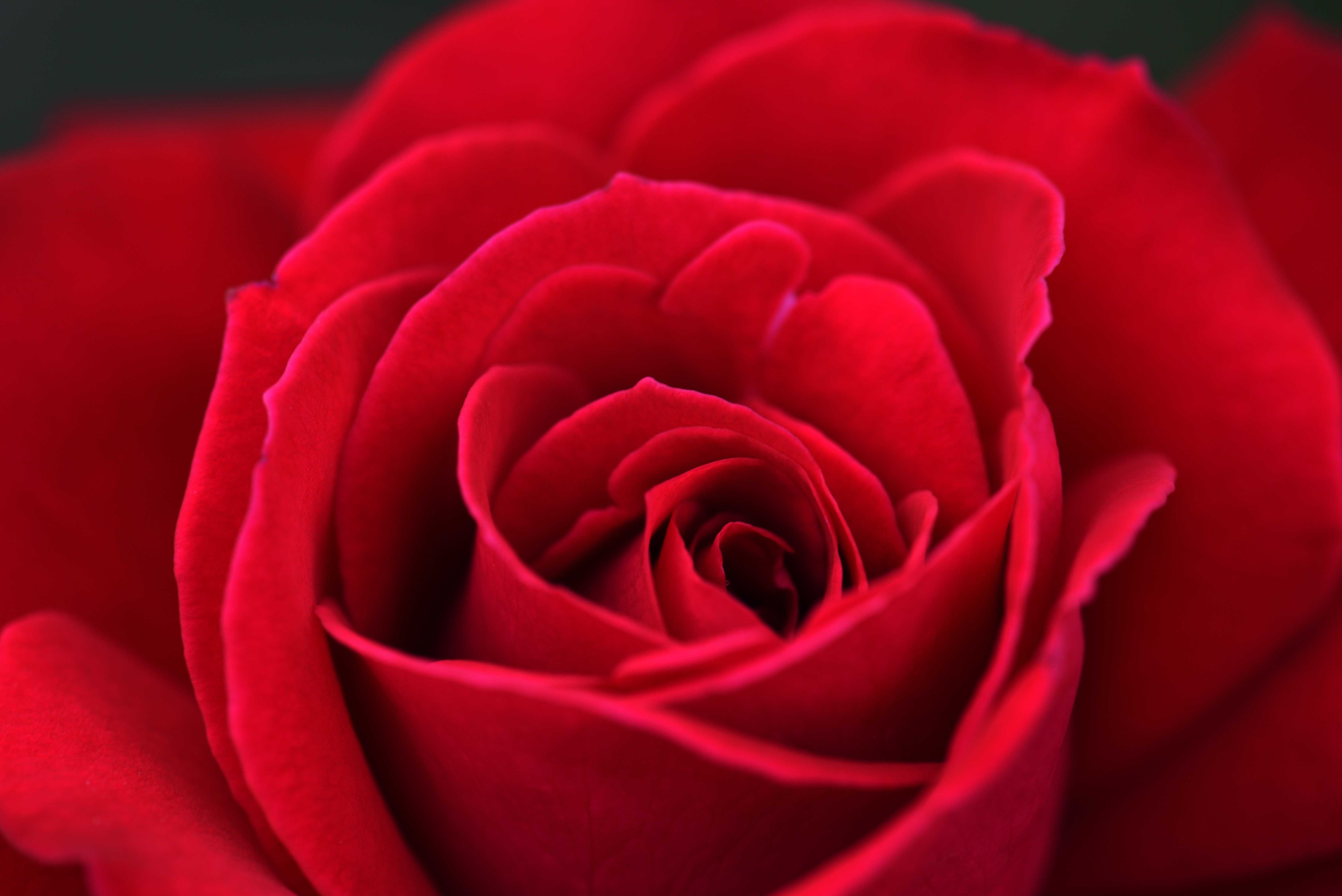 80,Best Rose Wallpaper Photo · 100% Free Downloads
