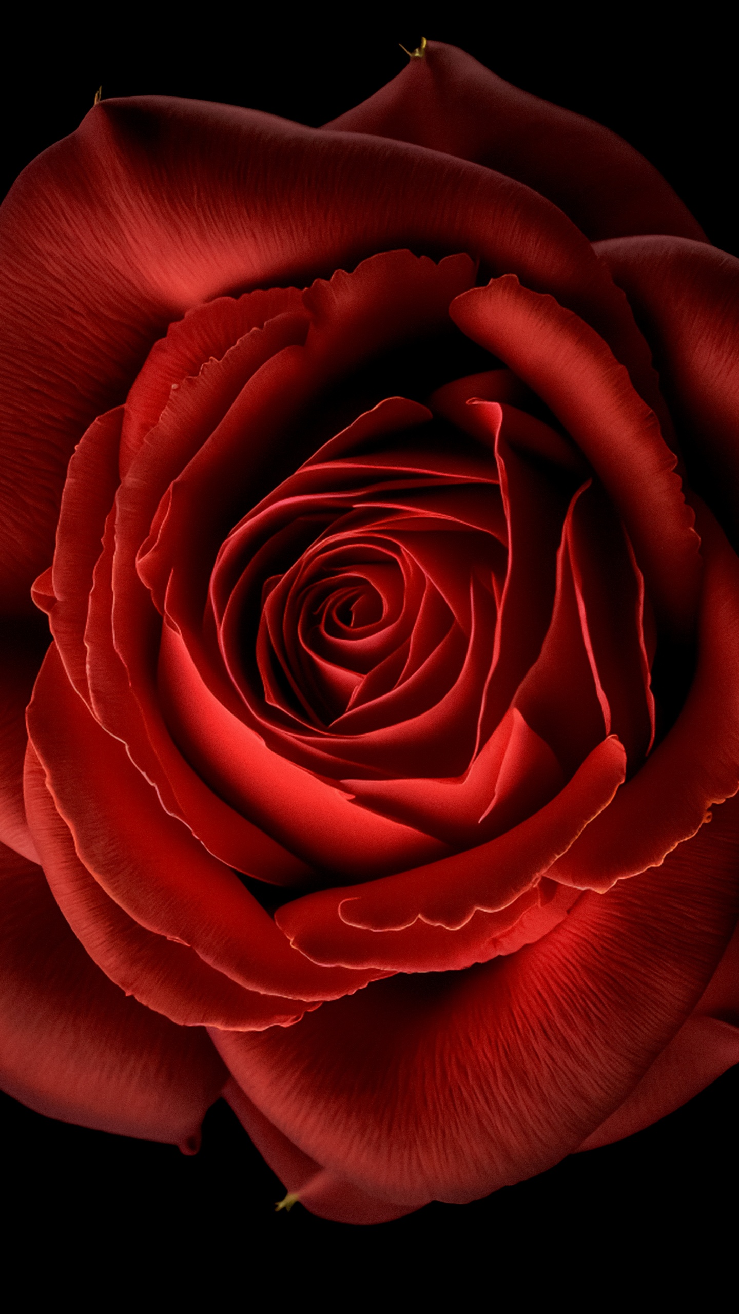 Red Rose Wallpaper 4K, Red flower, Black background, 8K