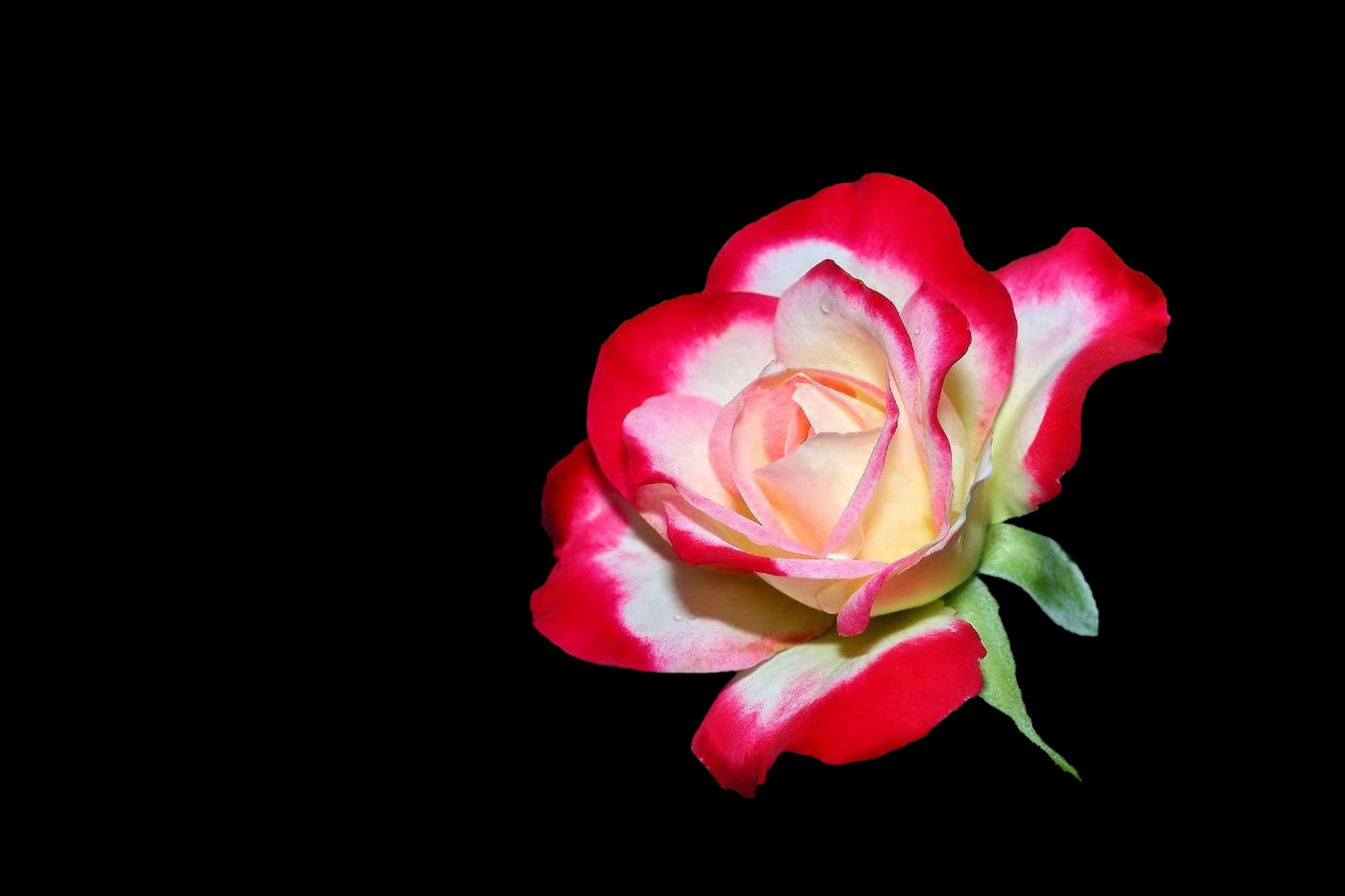 black background, bloom, blossom, flower, red white, rose 4k wallpaper