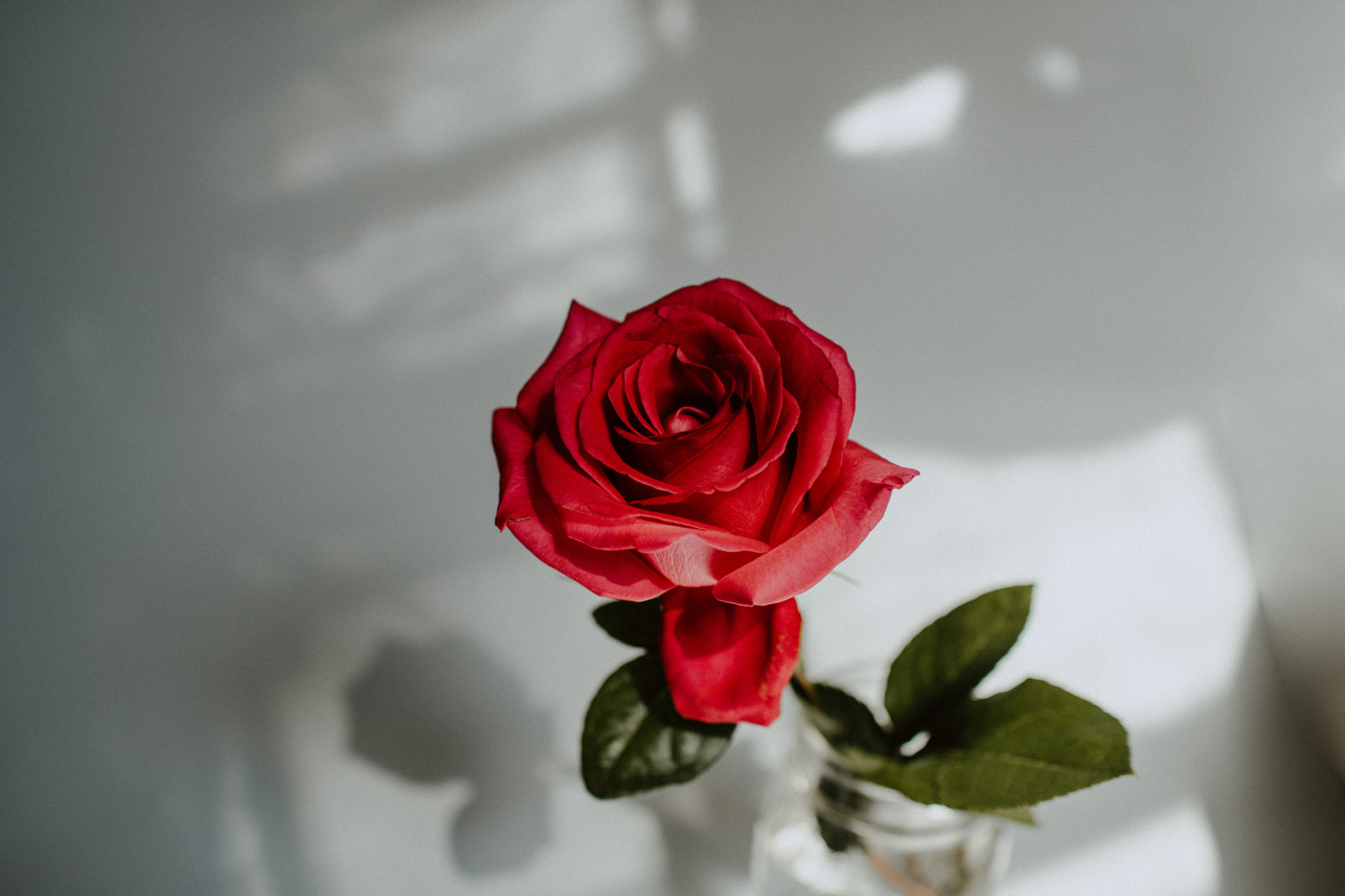 Wallpaper Red Rose in Clear Glass Vase, Background Free Image
