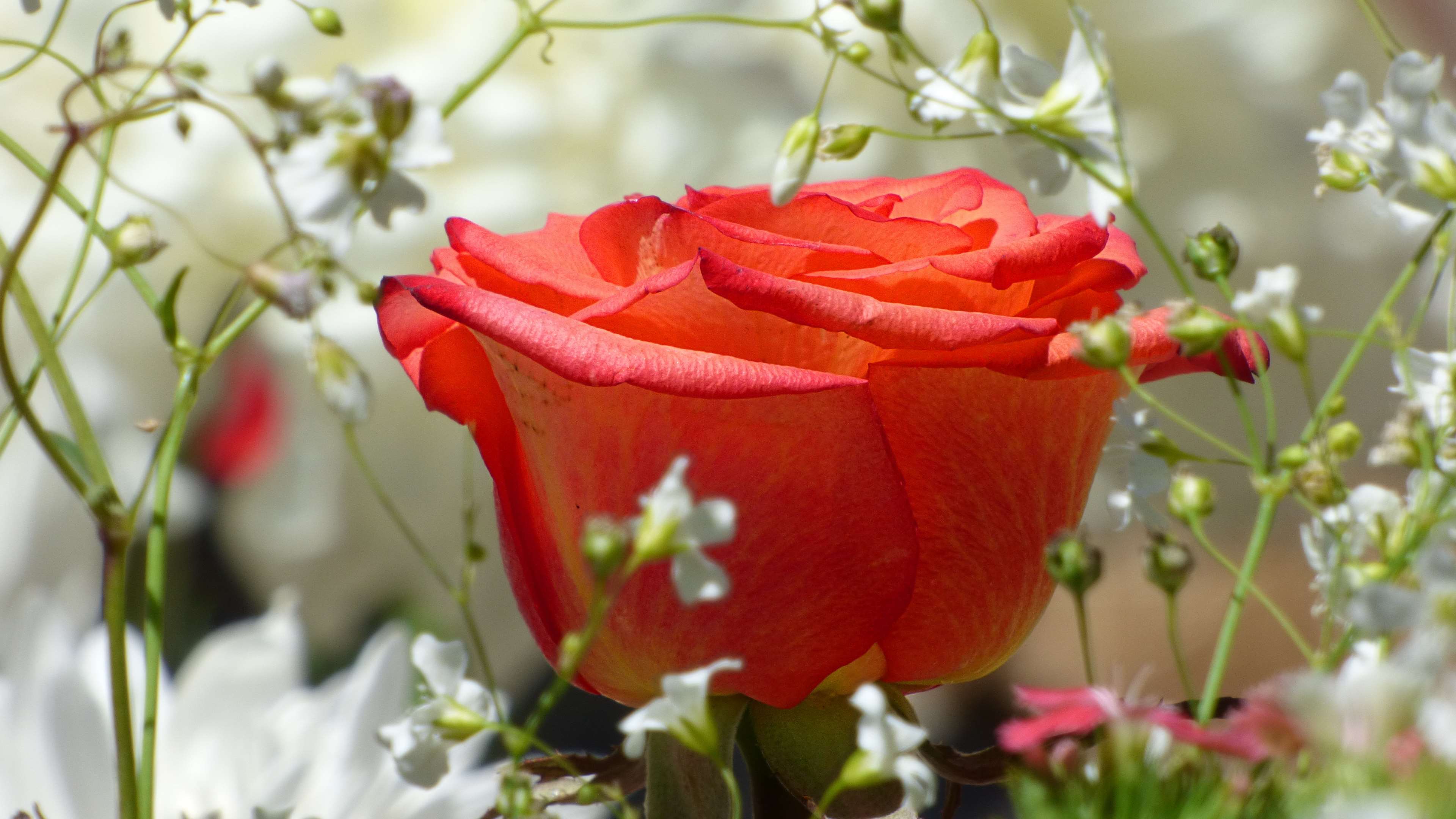3840x2160 flower, flowers, flowery, nature, plants, red flower, red rose, rosa, white flowers 4k wallpaper JPG 443 kB