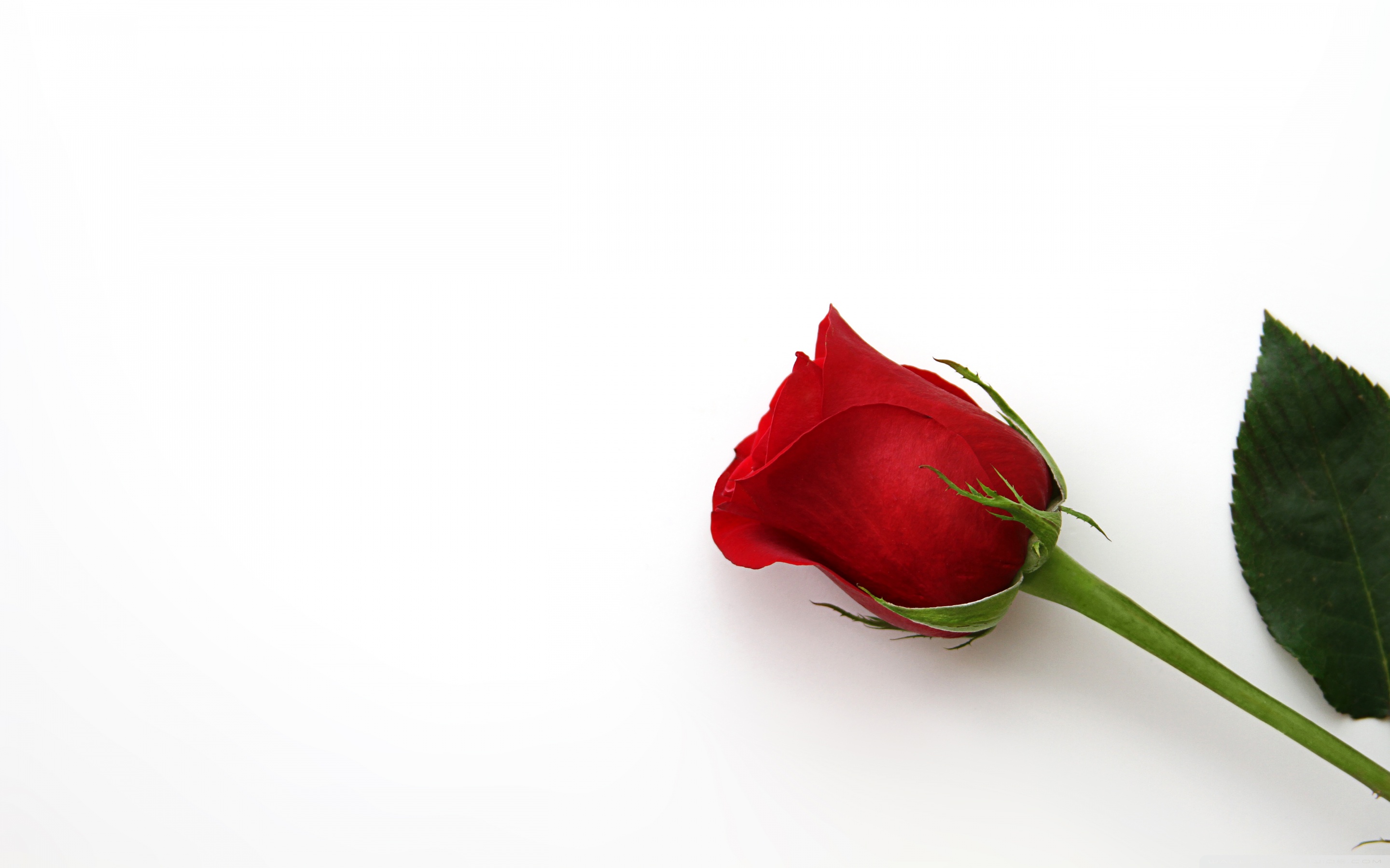 Beautiful Red Rose Flower Ultra HD Desktop Background Wallpaper for 4K UHD TV, Widescreen & UltraWide Desktop & Laptop, Multi Display, Dual & Triple Monitor, Tablet