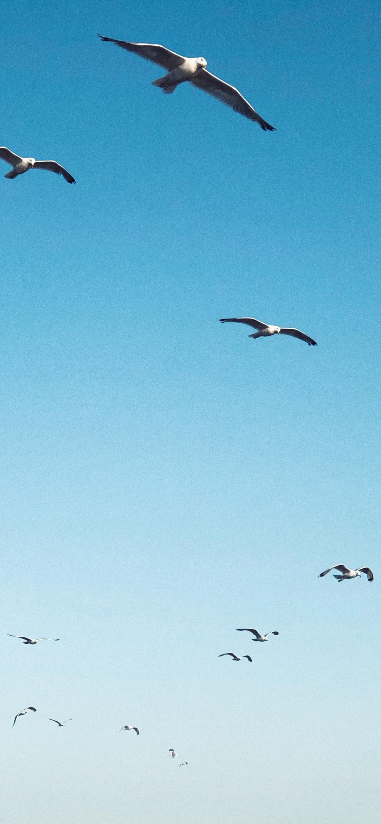 (Taylor's Version) Wallpaper