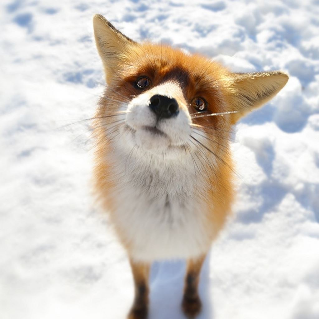 Fox Closeup In Snow Field iPad Wallpaper Free Download
