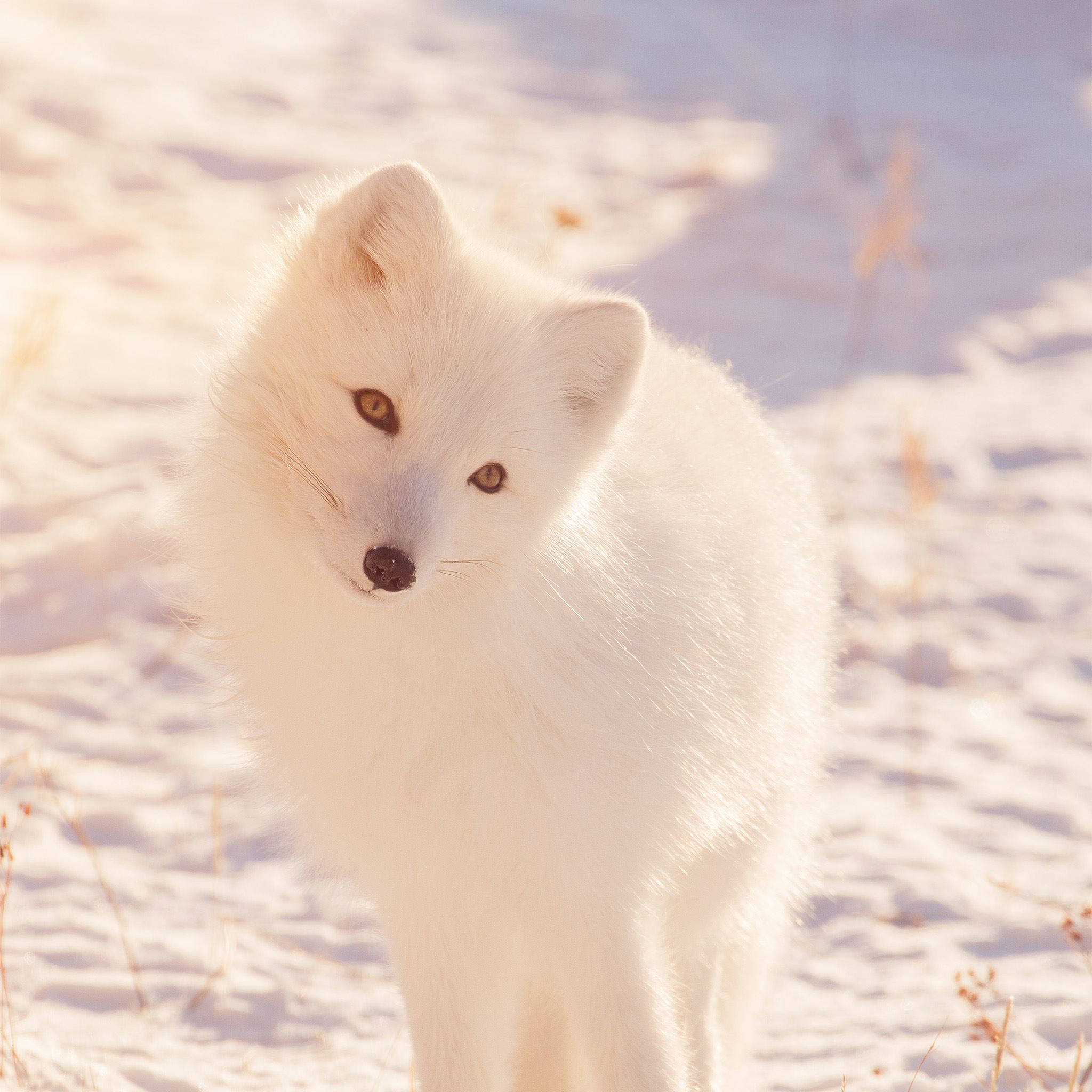 Winter Animal Fox White Flare iPad Air Wallpaper Free Download