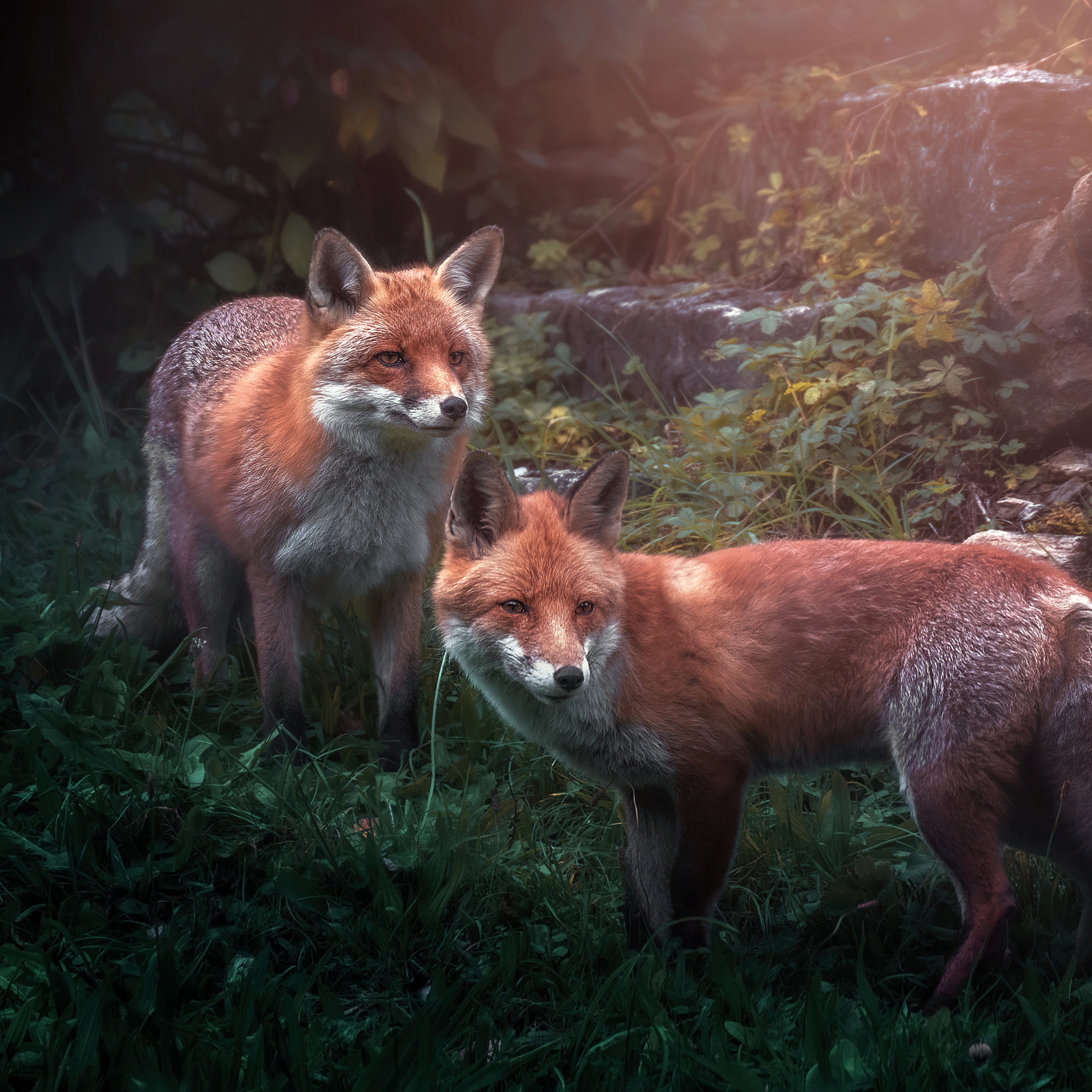 Red fox Wallpaper 4K, Wild animals, Fox pair