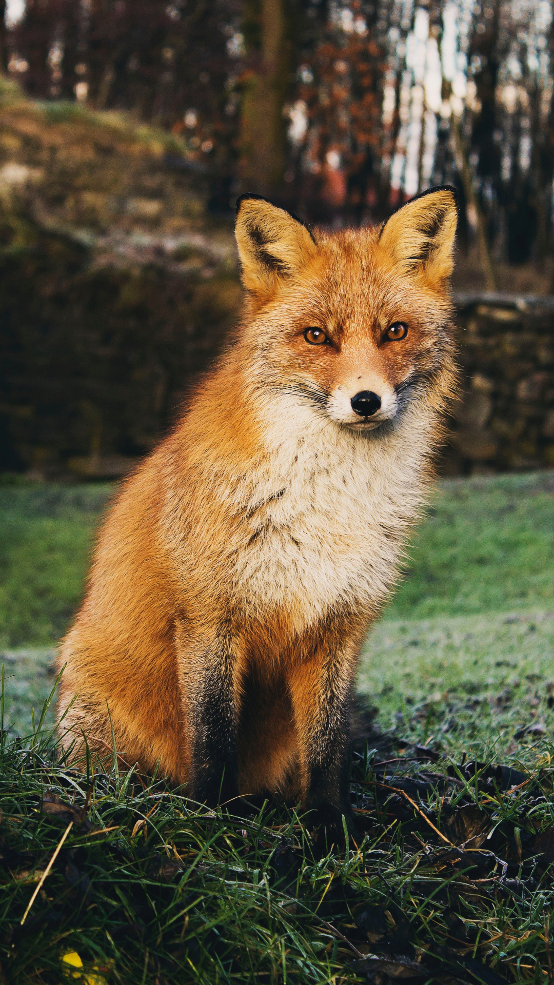 Fox iPhone Wallpaper