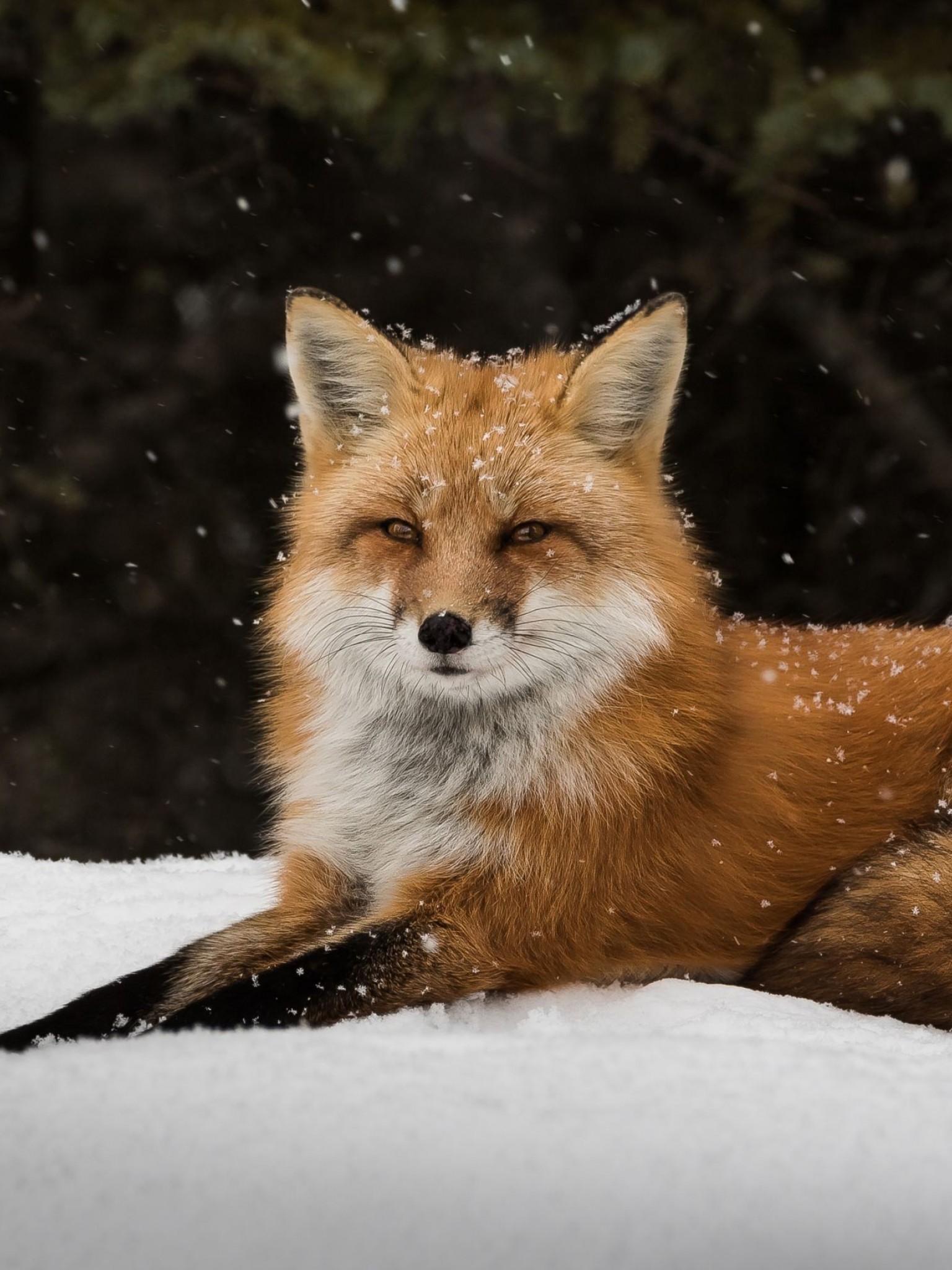 Fox Snow Forest Wallpaper for Desktop and Mobiles Retina iPad