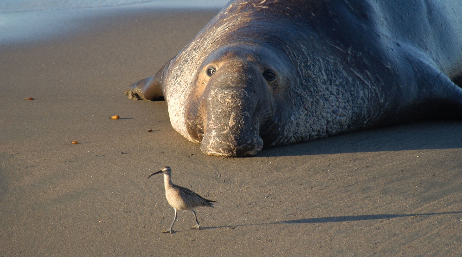 Animal Elephant Seal Wallpaper