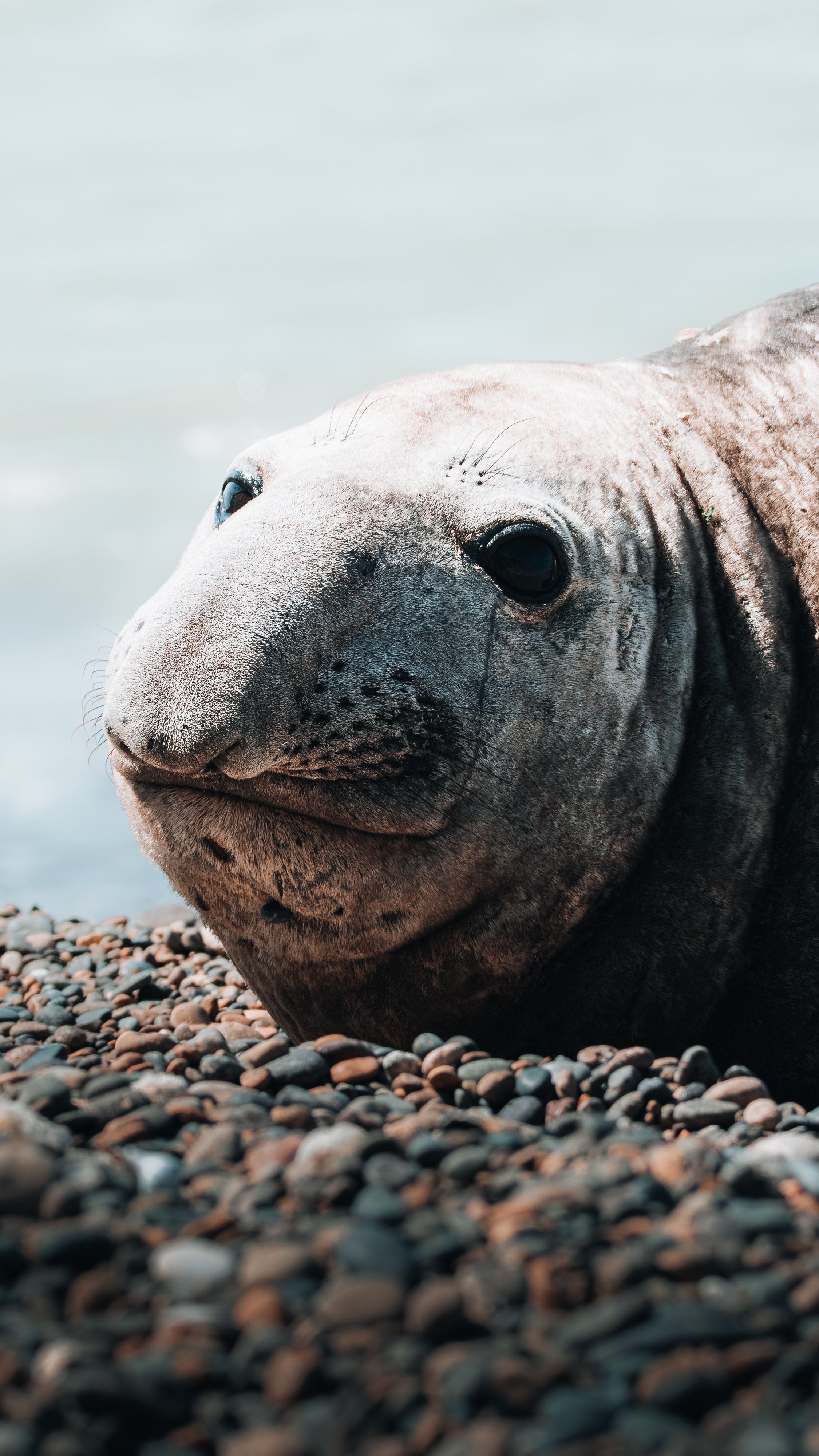 Elephant Seal Photo, Download The BEST Free Elephant Seal & HD Image