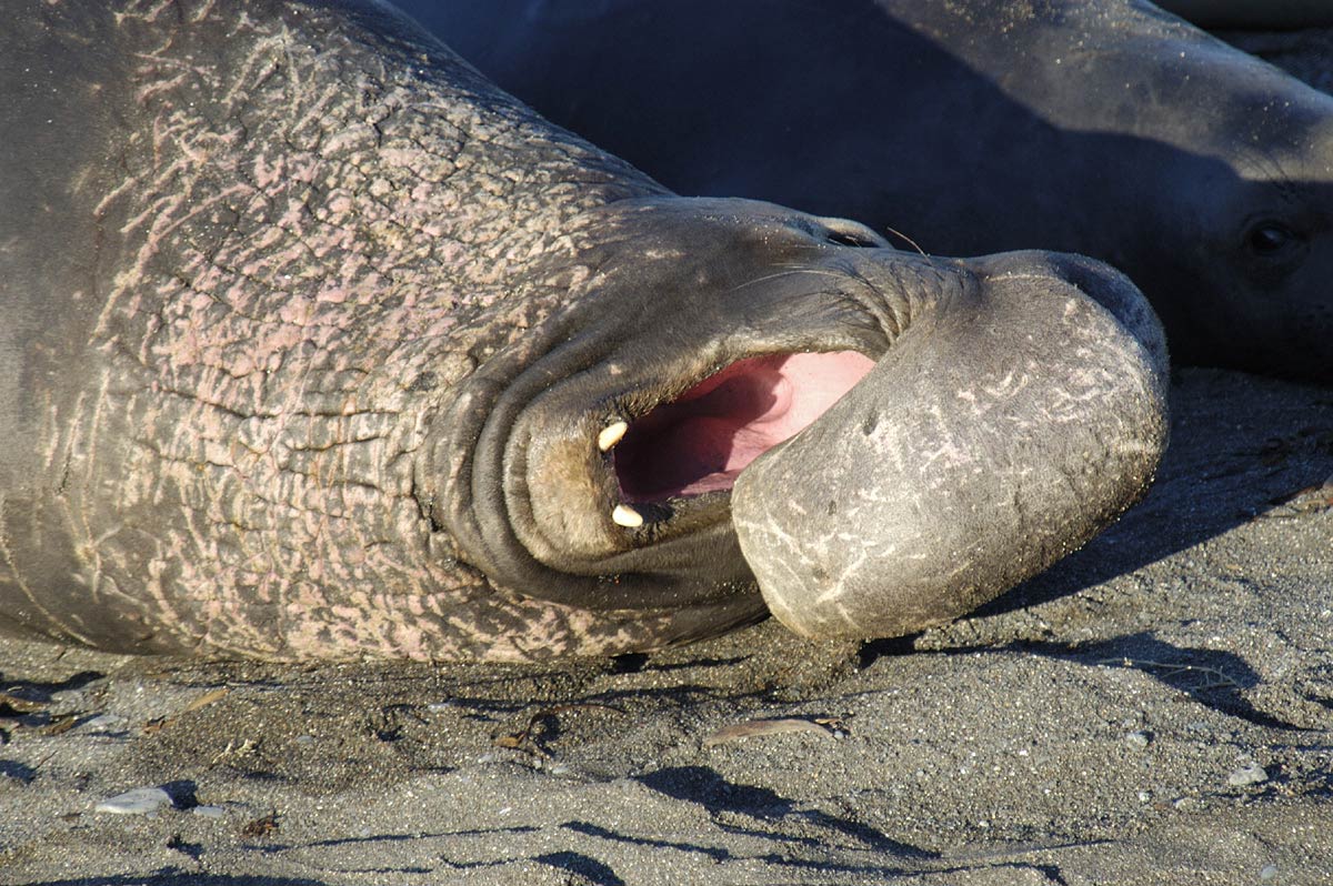 Elephant Seal Wallpaper