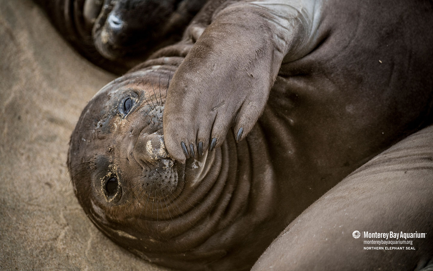 Northern elephant seal. Wallpaper. Monterey Bay Aquarium