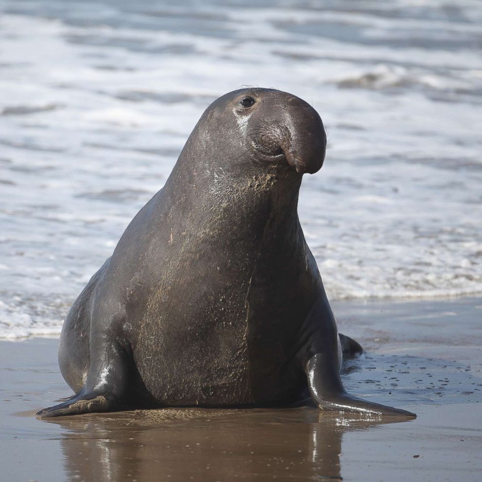 Northern elephant seals have a more diverse language now that their populations are thriving