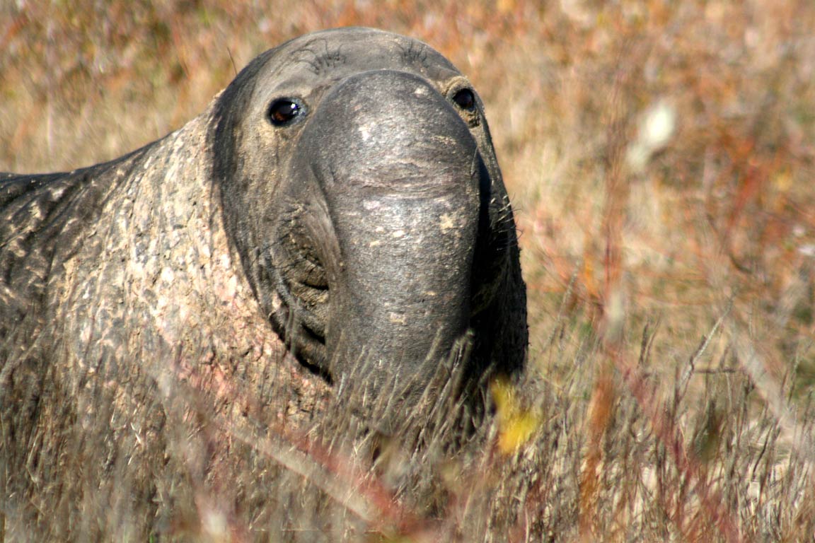 Elephant Seal Wallpaper