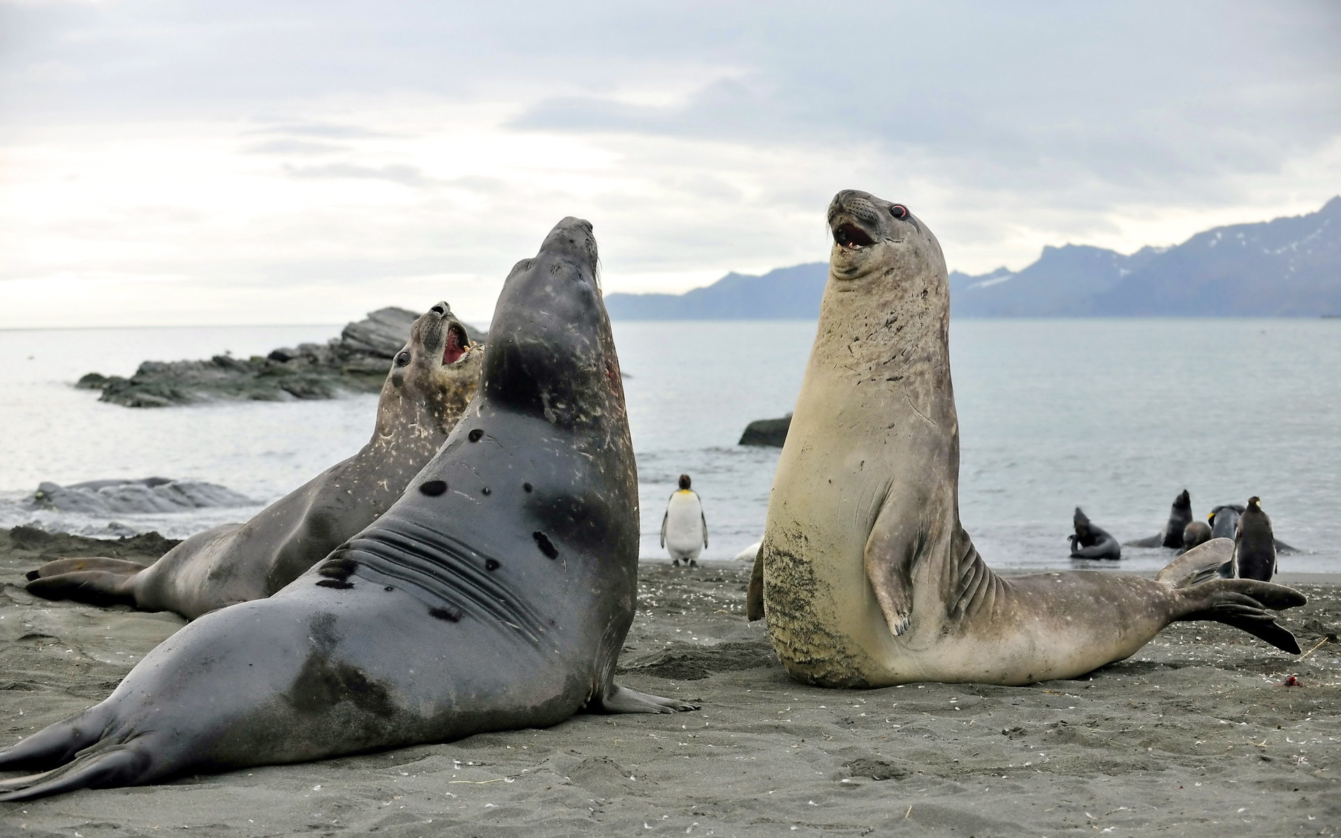 Elephant Seal HD Wallpaper and Background