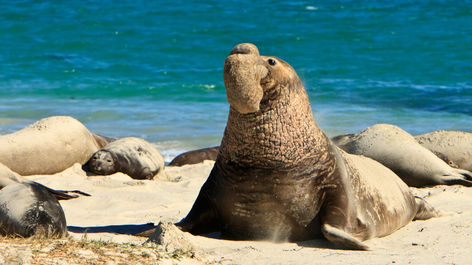 Northern Elephant Seal (U.S. National Park Service)