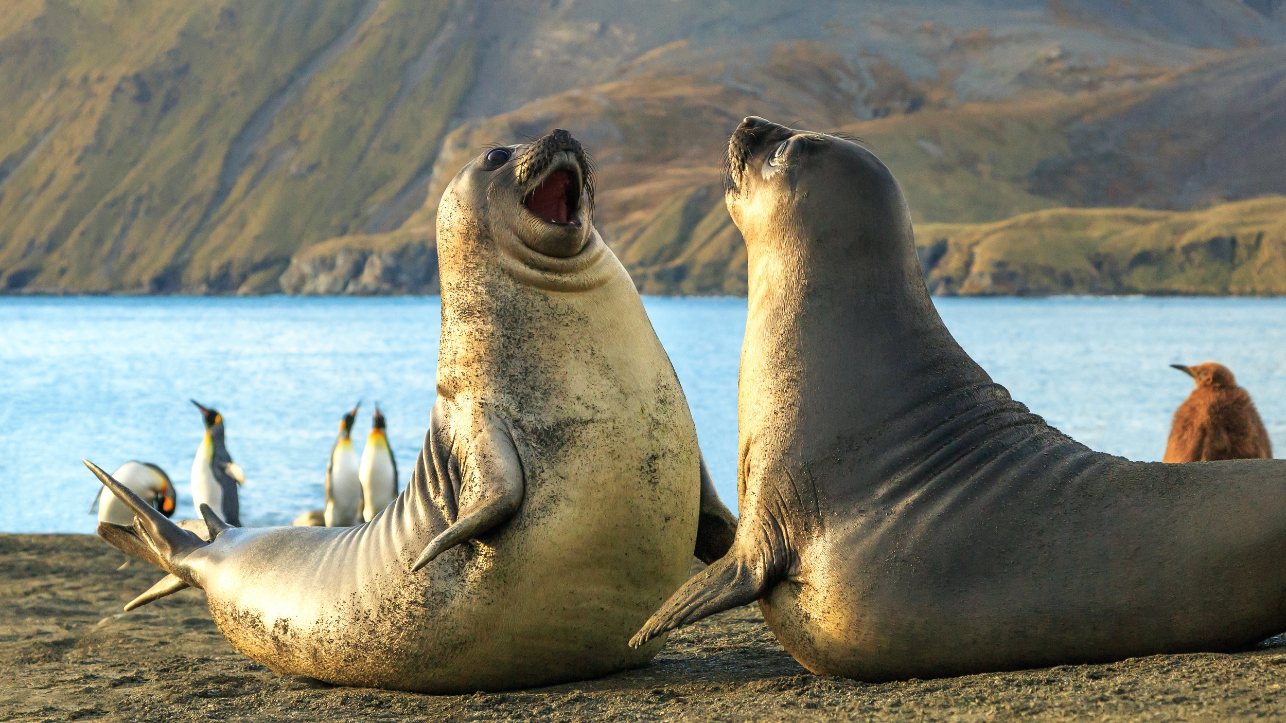 Animal Elephant Seal HD Wallpaper