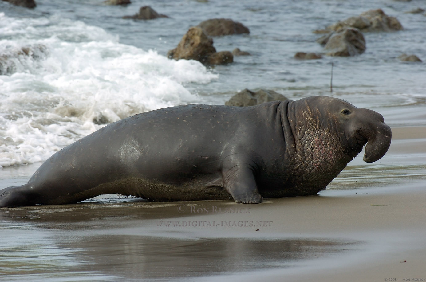 Elephant Seals