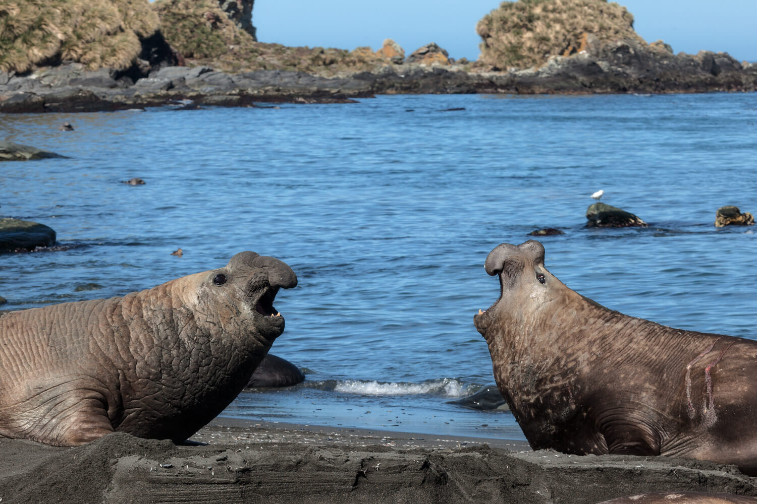 Southern Elephant Seals: Ultimate Guide for Photographers