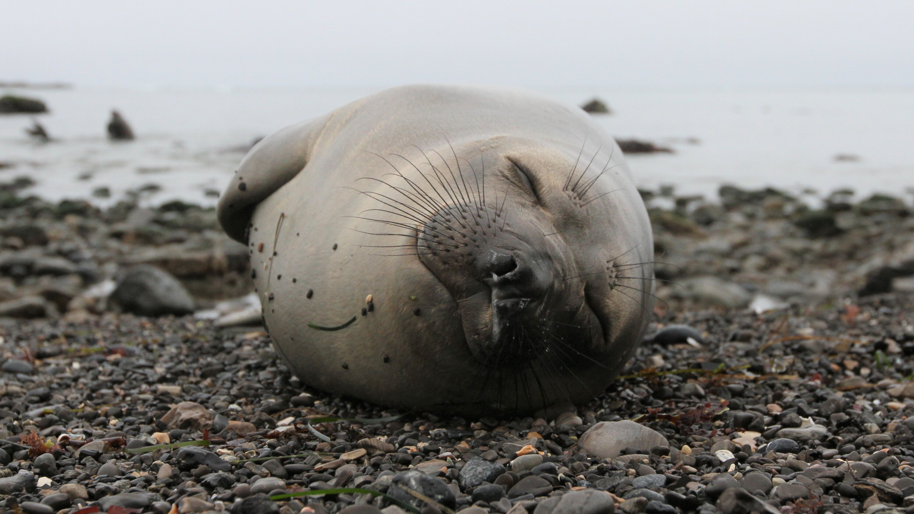 Elephant Seals Take Power Naps During Deep Ocean Dives