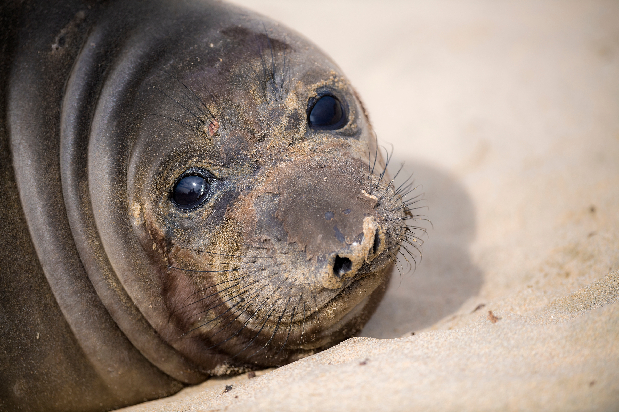 Northern elephant seal. Animals. Monterey Bay Aquarium