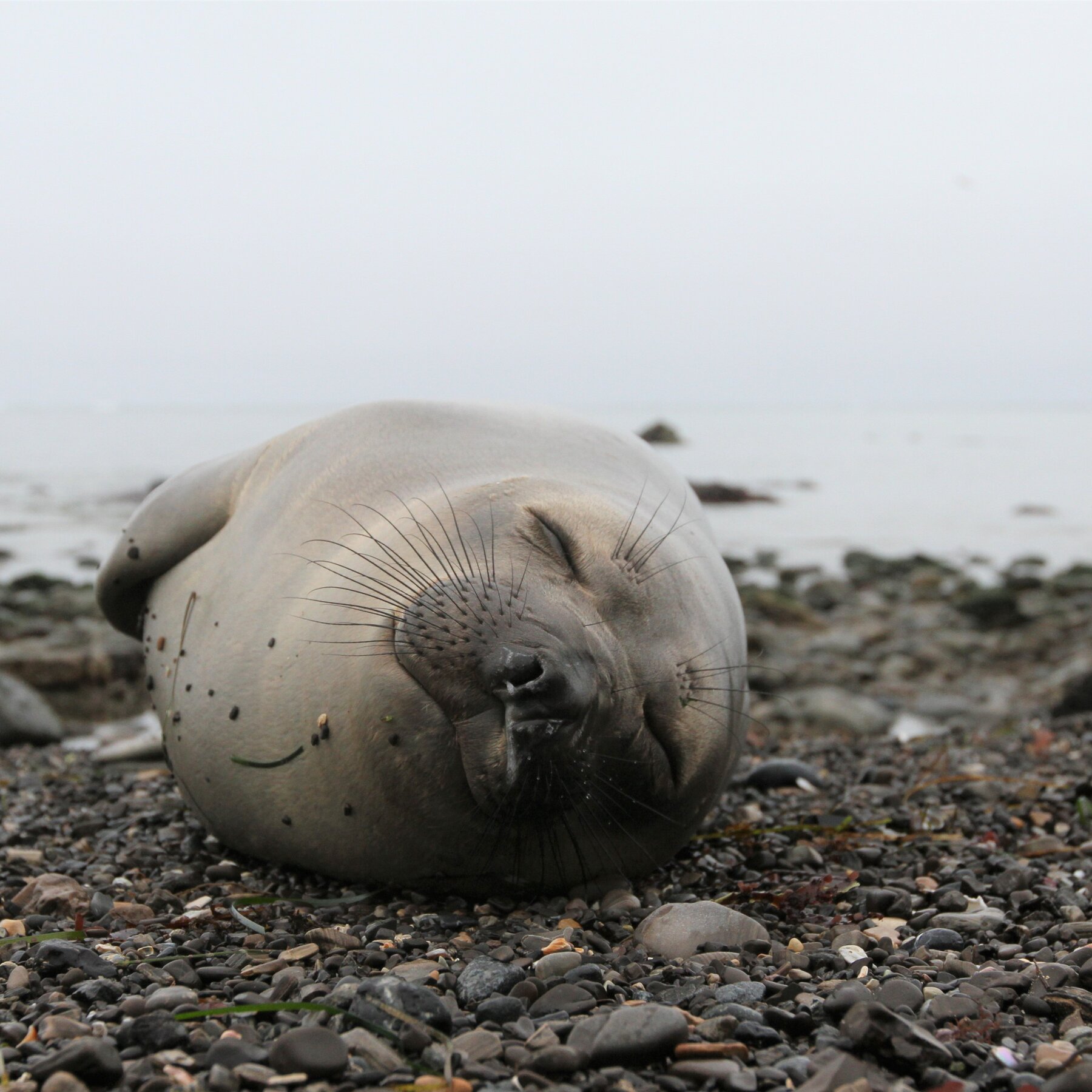Elephant Seals Take Power Naps During Deep Ocean Dives