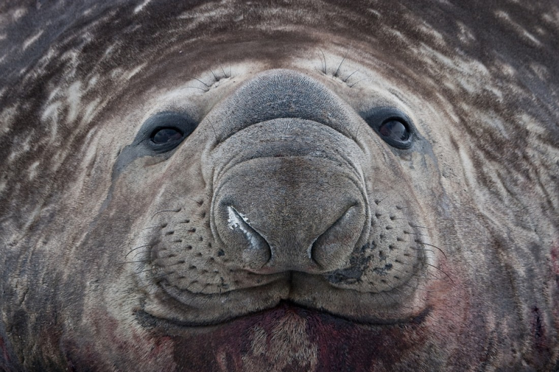 Southern Elephant Seal. Facts, picture & more about southern elephant seals
