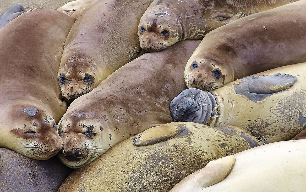 Elephant seal colony