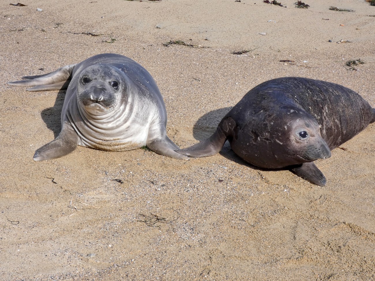 Weekly Elephant Seal Monitoring Update: March 10, 2023 (U.S. National Park Service)