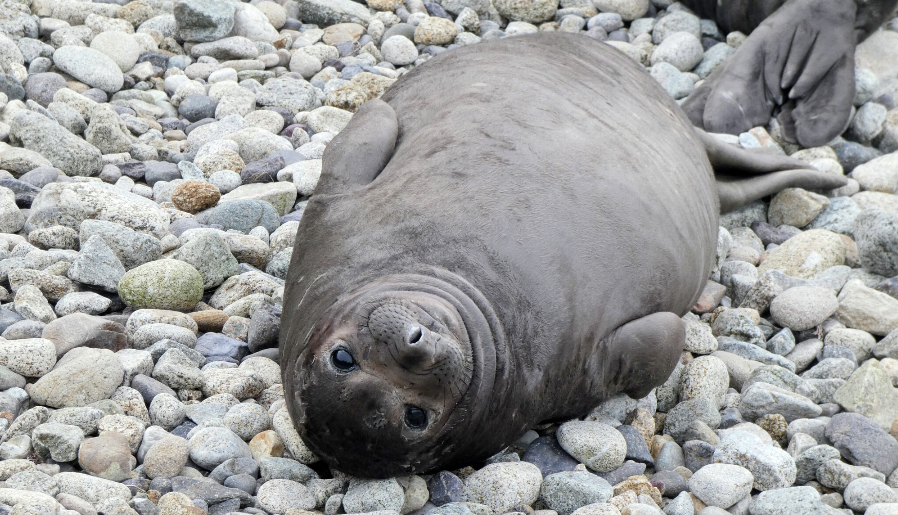 Bay Area beach closes after colony of elephant seals take over