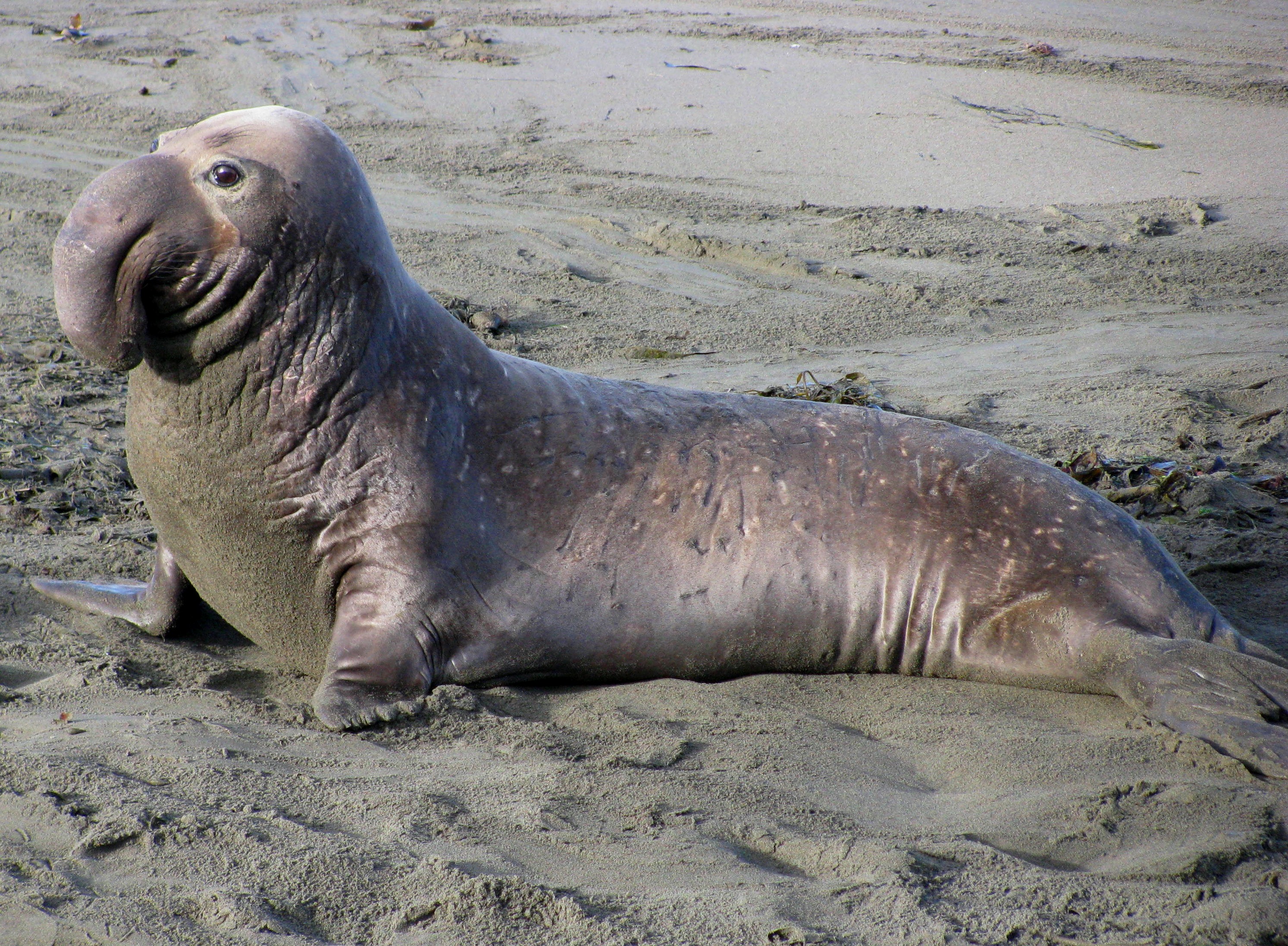 Elephant Seal Facts, History, Useful Information and Amazing Picture