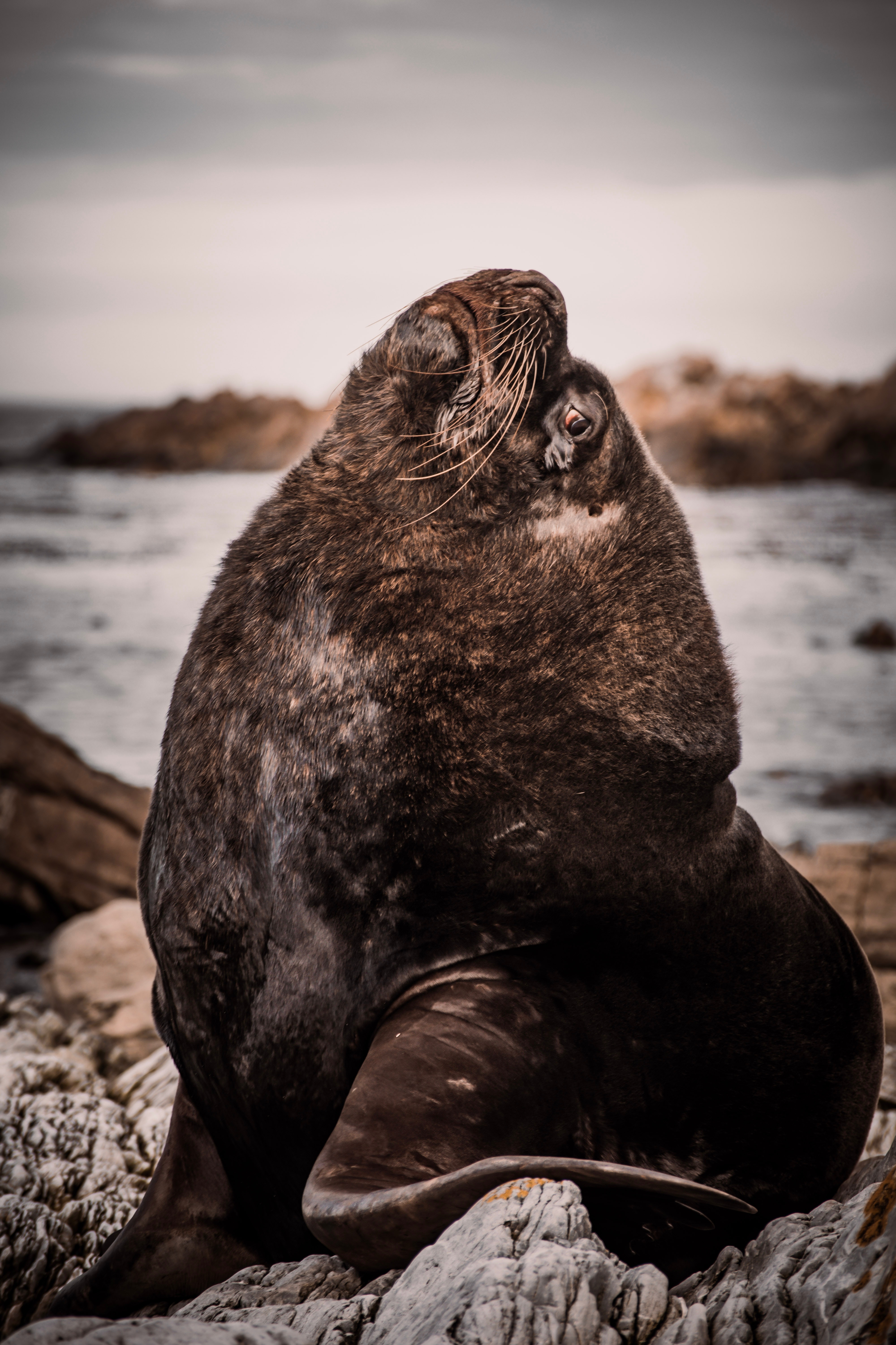 Elephant Seal Photo, Download The BEST Free Elephant Seal & HD Image