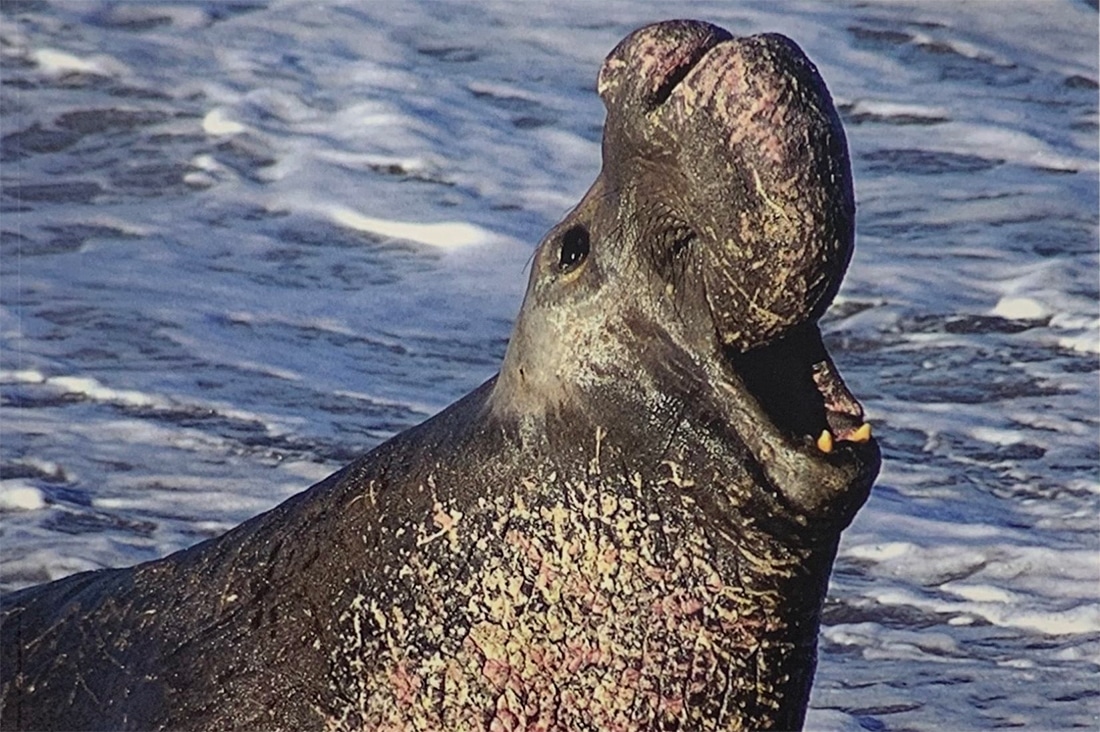 Friends of the Elephant Seal. Piedras Blancas Northern Elephant Seal Rookery