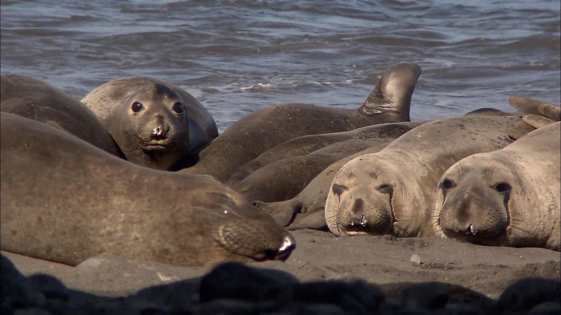 The Elephant Seals of Guadalupe Island