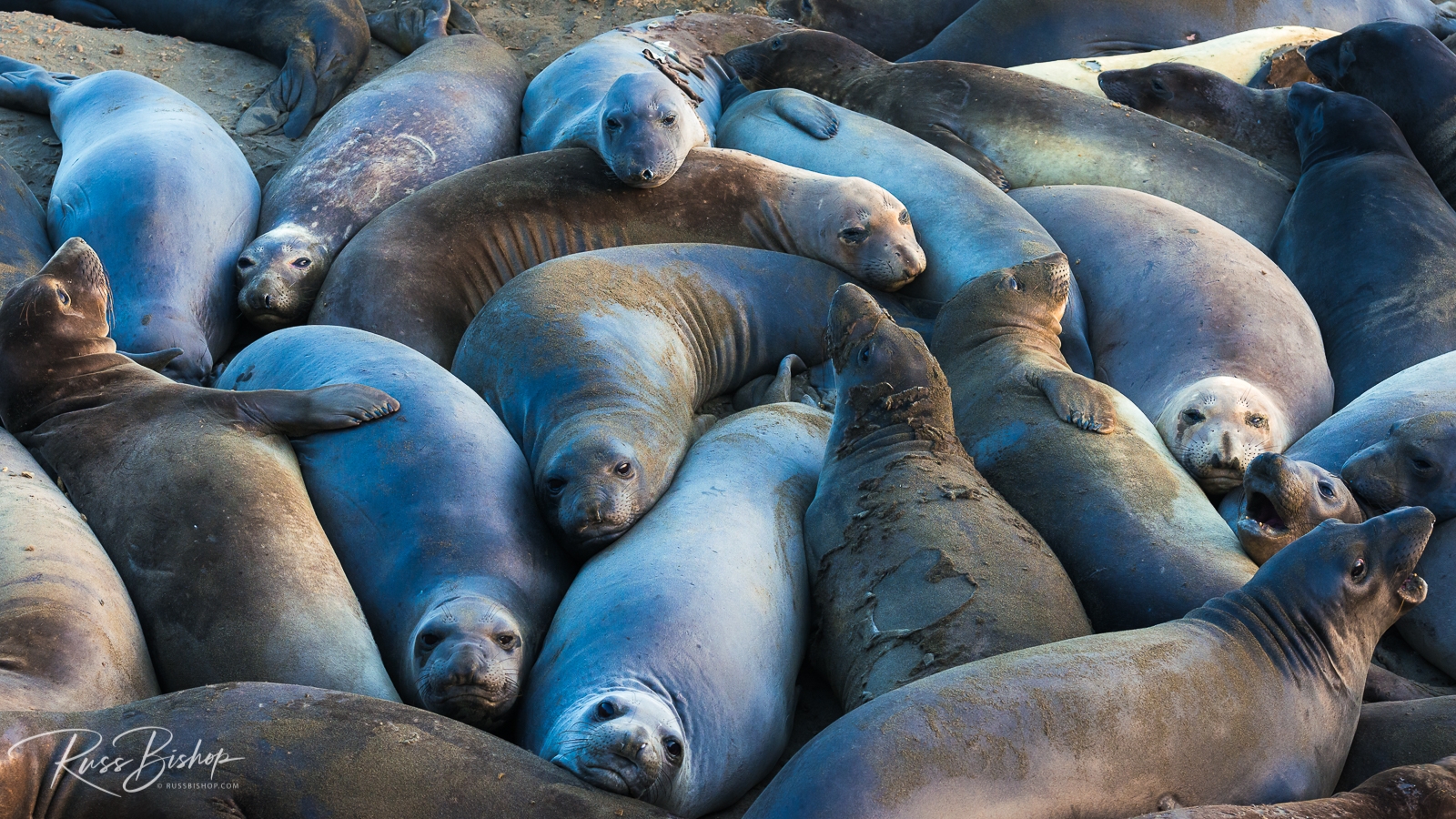 Northern Elephant Seals. Russ Bishop Photography. Nature Photo Blog