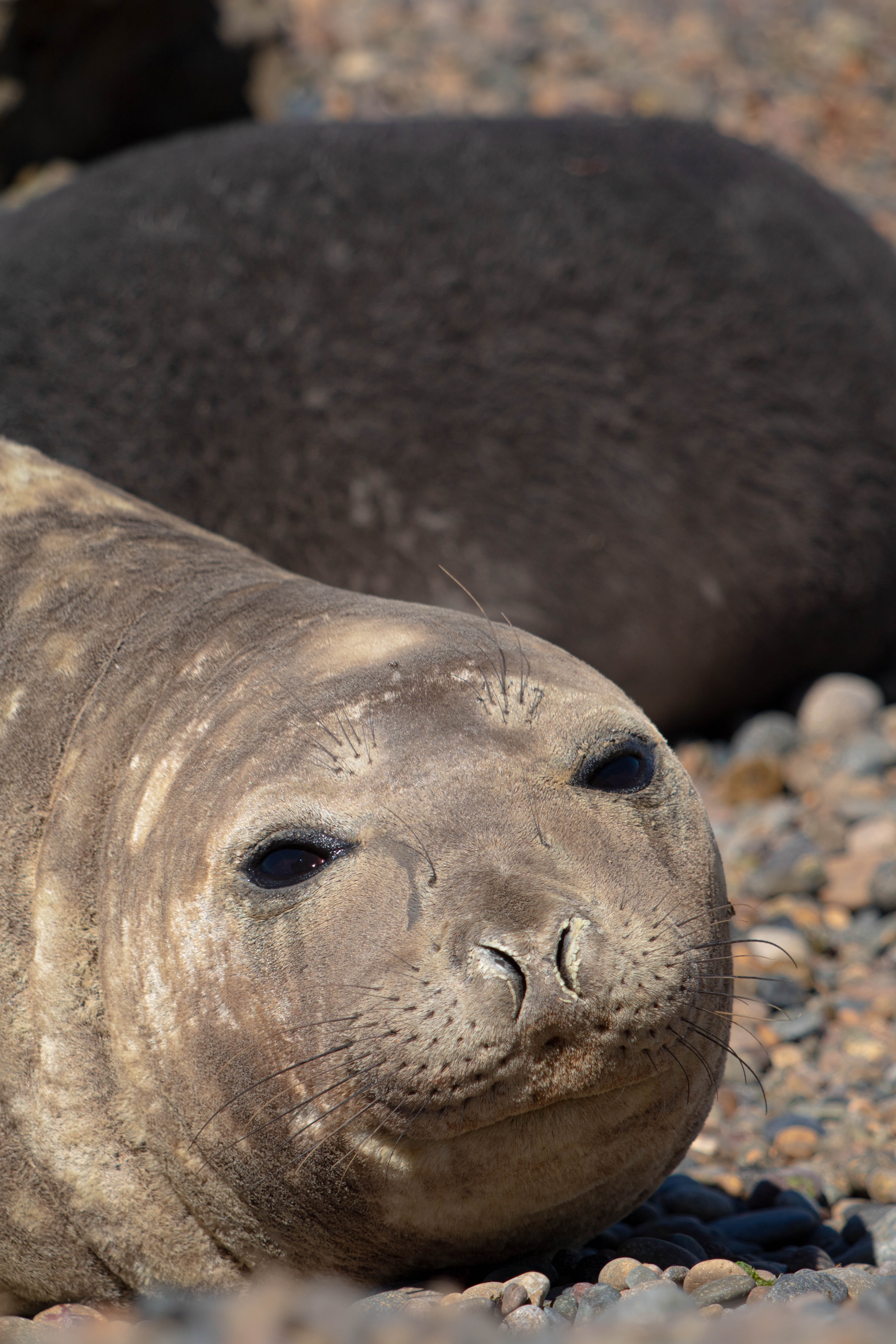 Southern Elephant Seal Photo, Download The BEST Free Southern Elephant Seal & HD Image