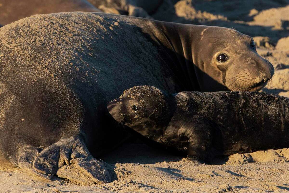 After 6,000 miles at sea, elephant seal C548 meets up with researchers at Bay Area beach to share her data