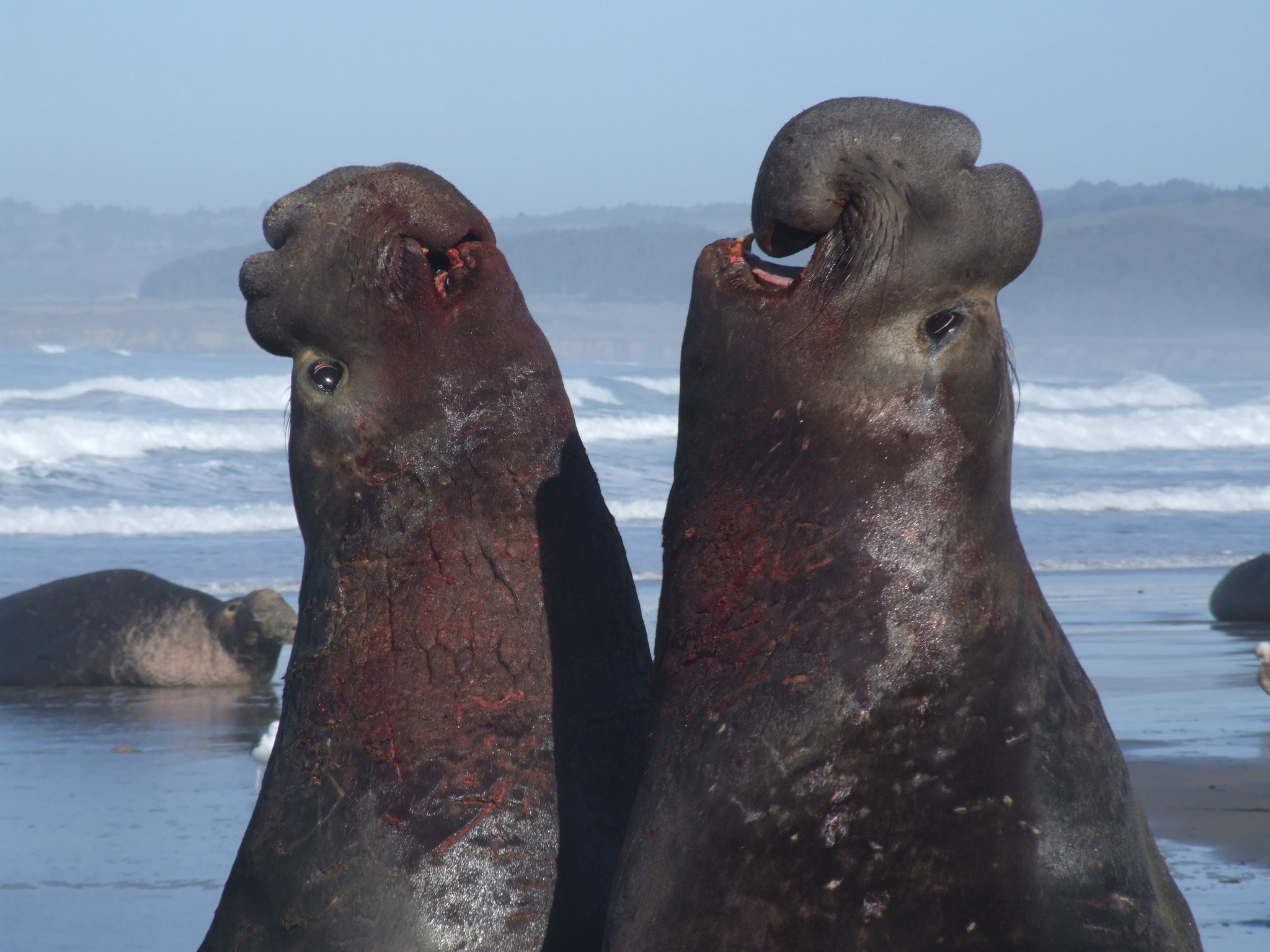 The Rhythms That Make Elephant Seals Run or Fight