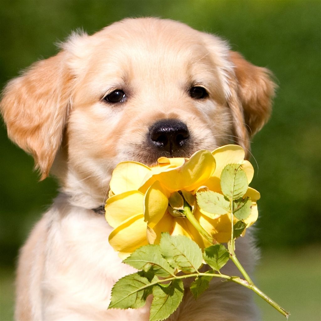 Retriever Puppy Petals Flower #Retina #iPad #Air #wallpaper. Cute dogs, Puppies, Cute animals