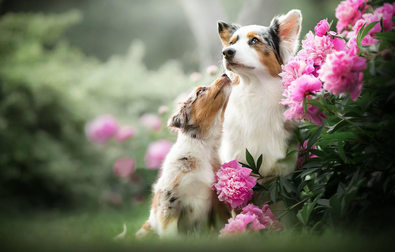 Dog Flower Wallpaper