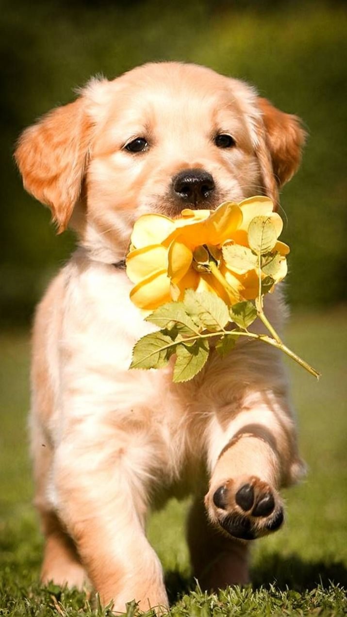 Cute puppy with flower Wallpaper Download