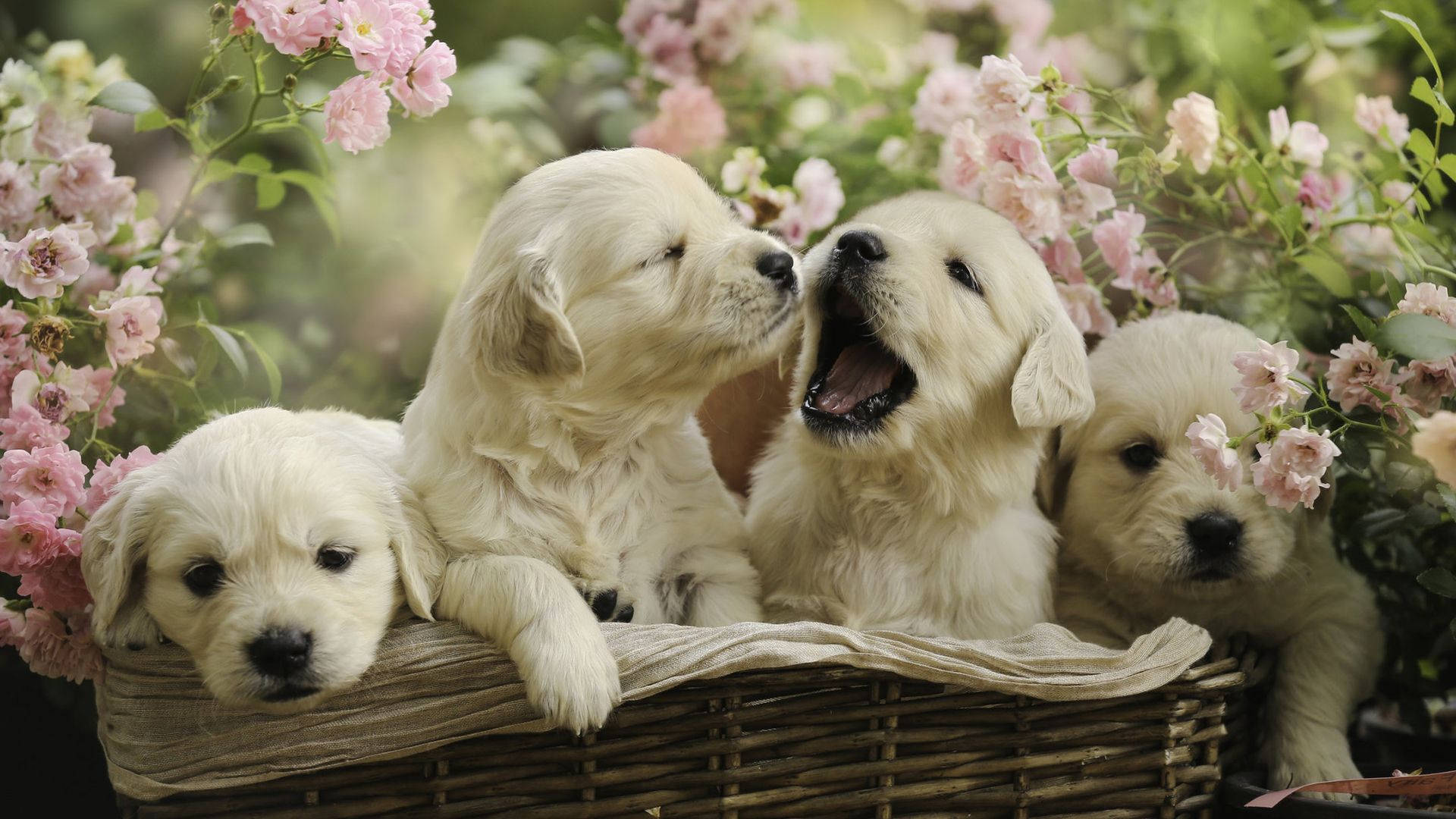 Download Puppies In Basket With Flowers Wallpaper