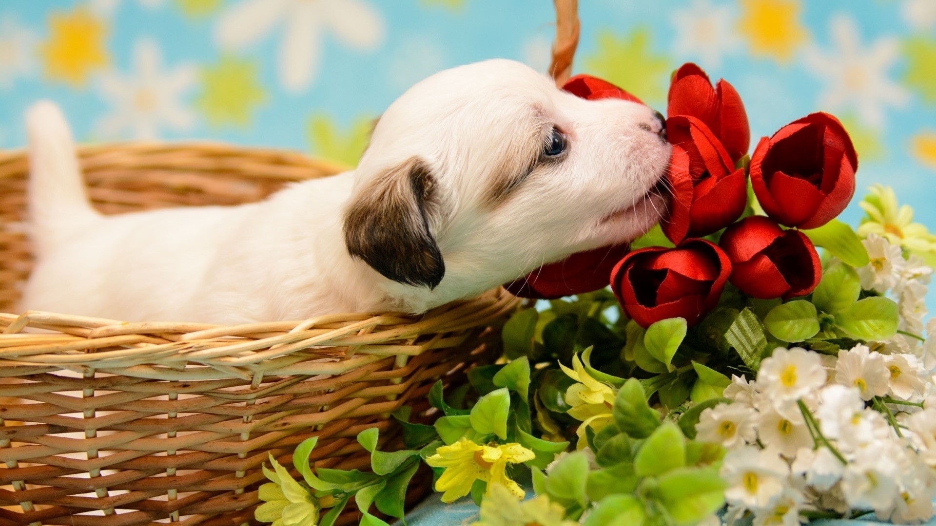 baskets, puppies, animals, flowers Gallery HD Wallpaper