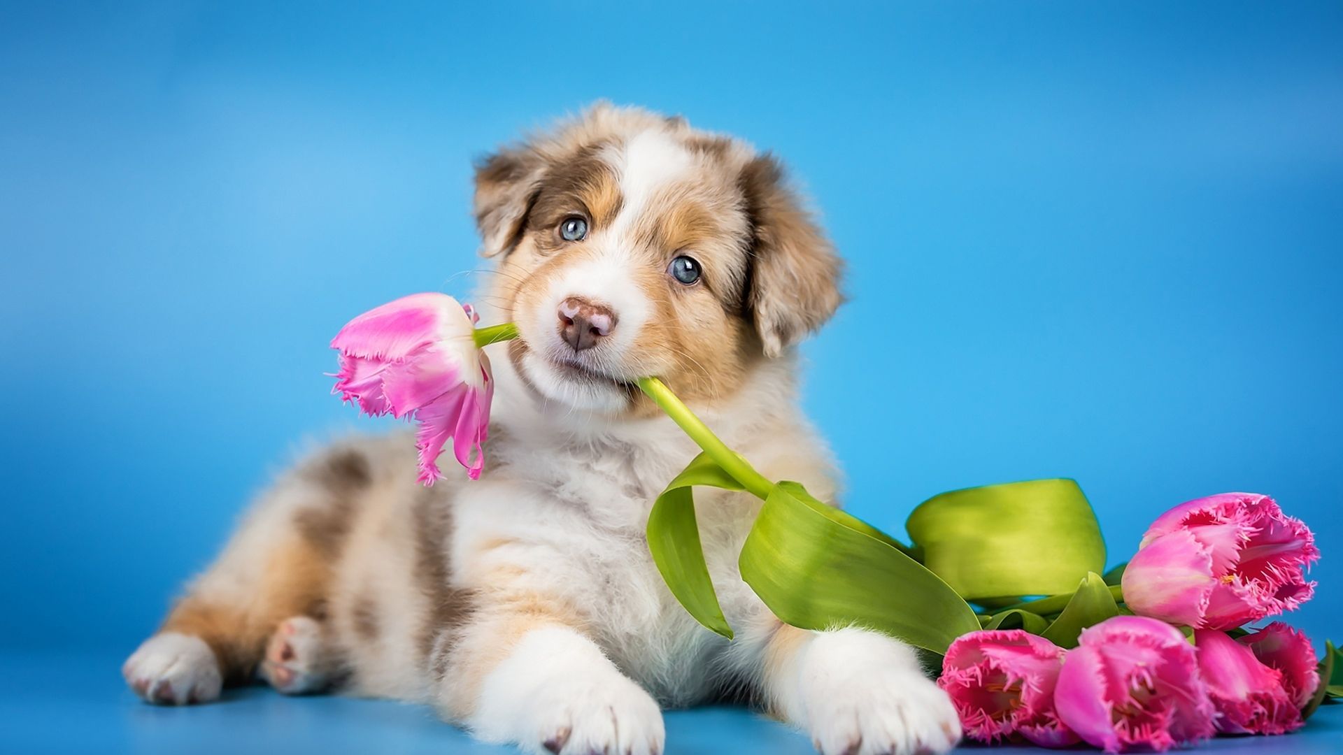 Desktop Wallpaper Cute Dog, Puppy Playing With Flowers, Adorable, HD Image, Picture, Background, F38876