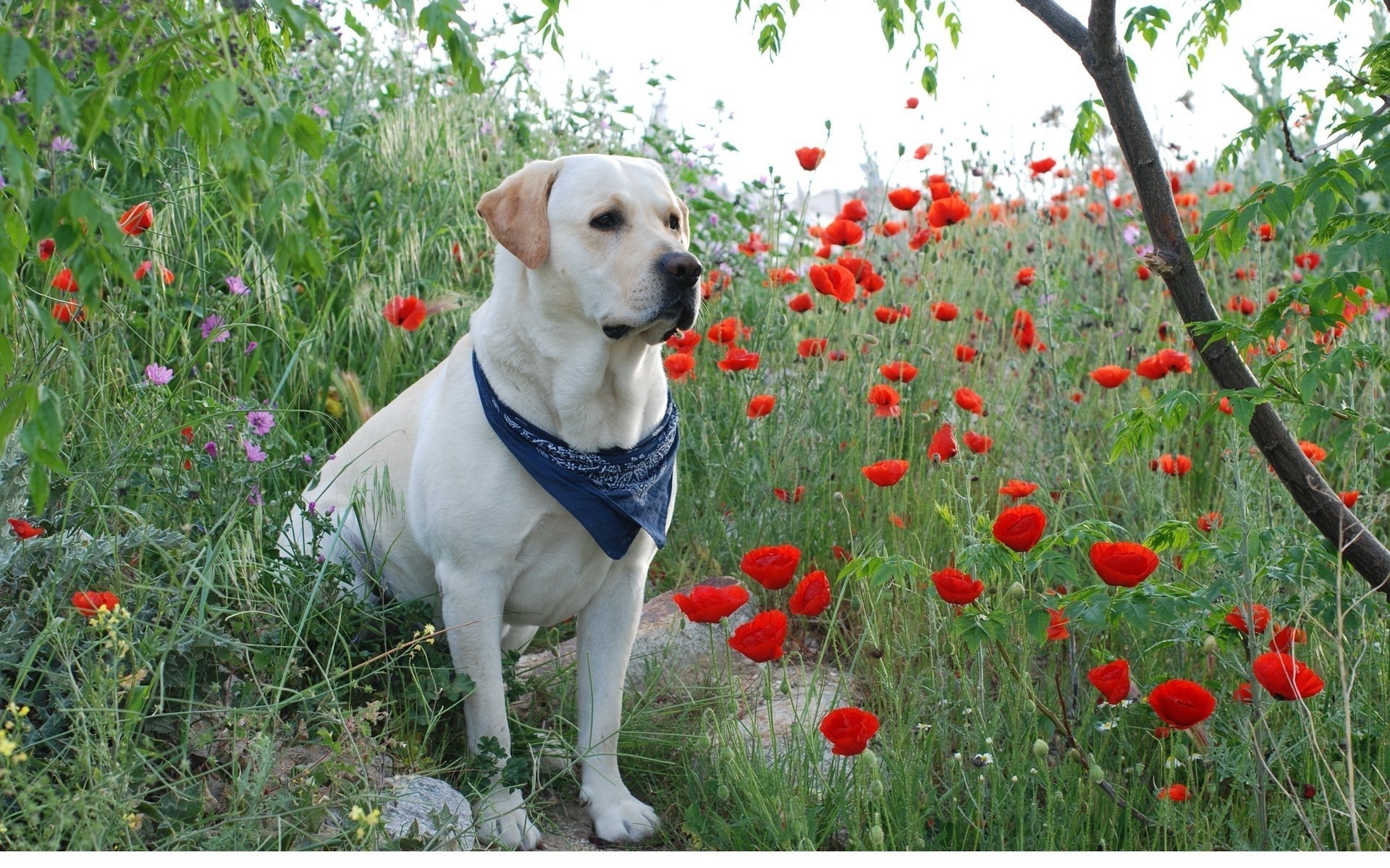 Puppies And Flowers Wallpaper