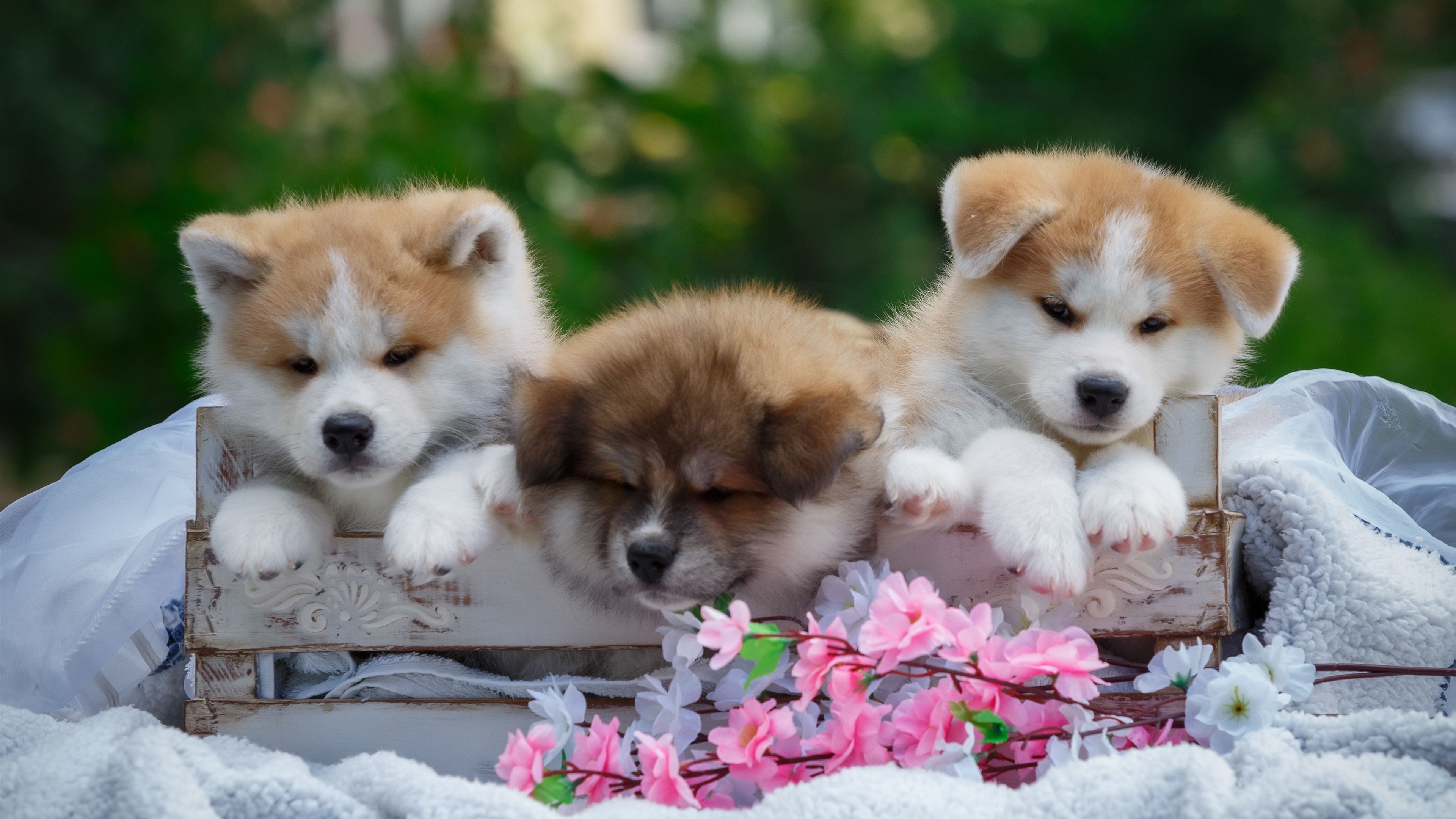 Flowers and Puppies Wallpaper