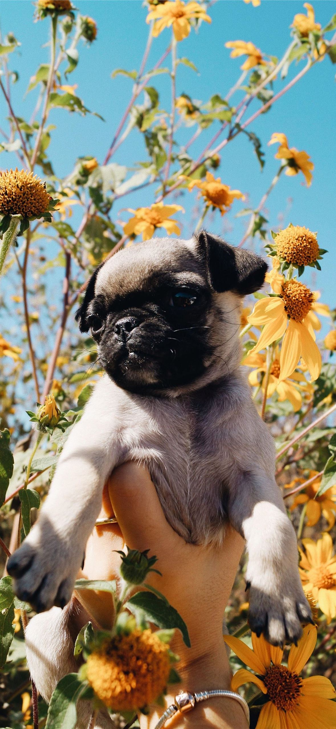 Flowers and Puppies on Dog iPhone Wallpaper Free Download