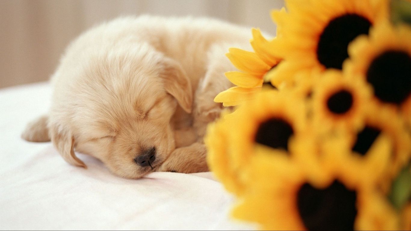 Wallpaper flowers puppy sleeping bouquet sweet. Animal wallpaper, Puppies, Dog background